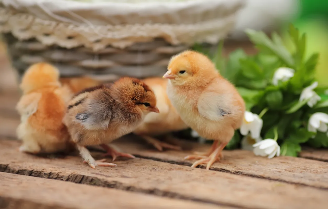 Photo wallpaper flowers, chickens, Chicks