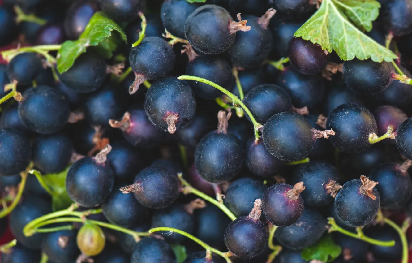 Photo wallpaper berries, black, currants