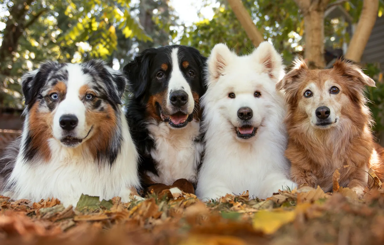 Photo wallpaper look, nature, pose, dog, face