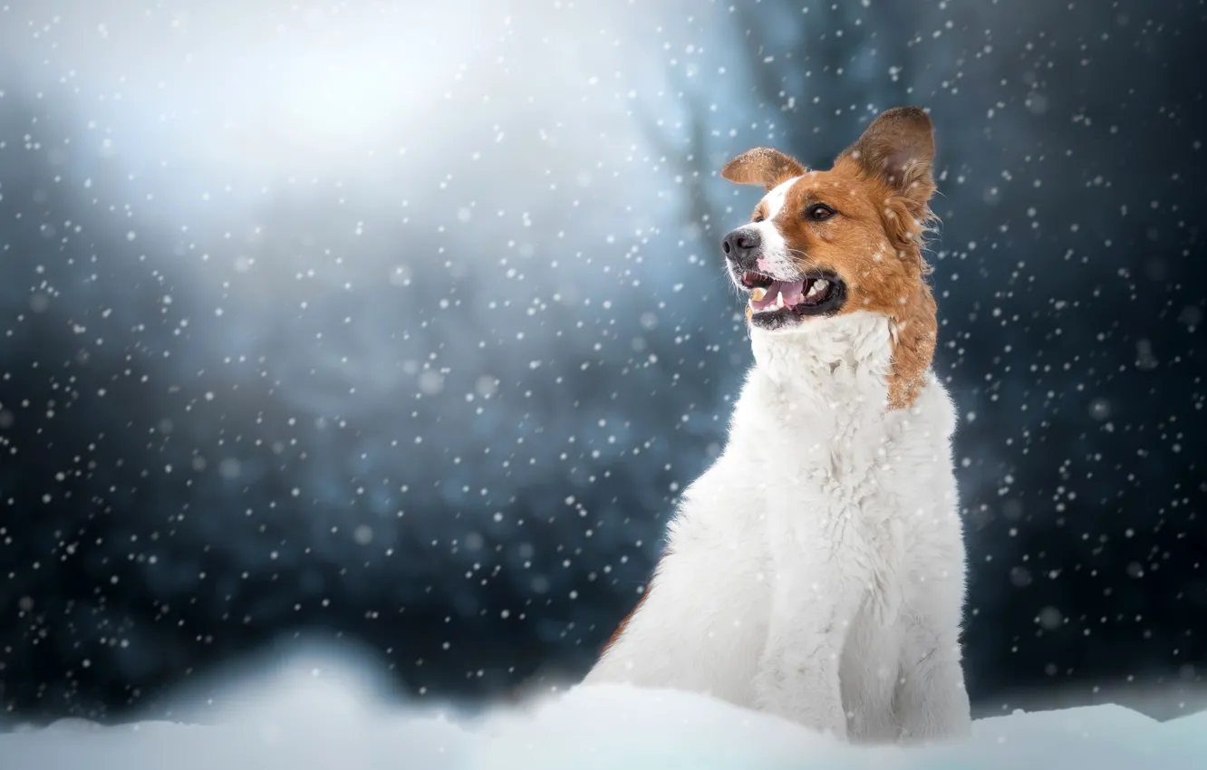 Photo wallpaper winter, snow, dog