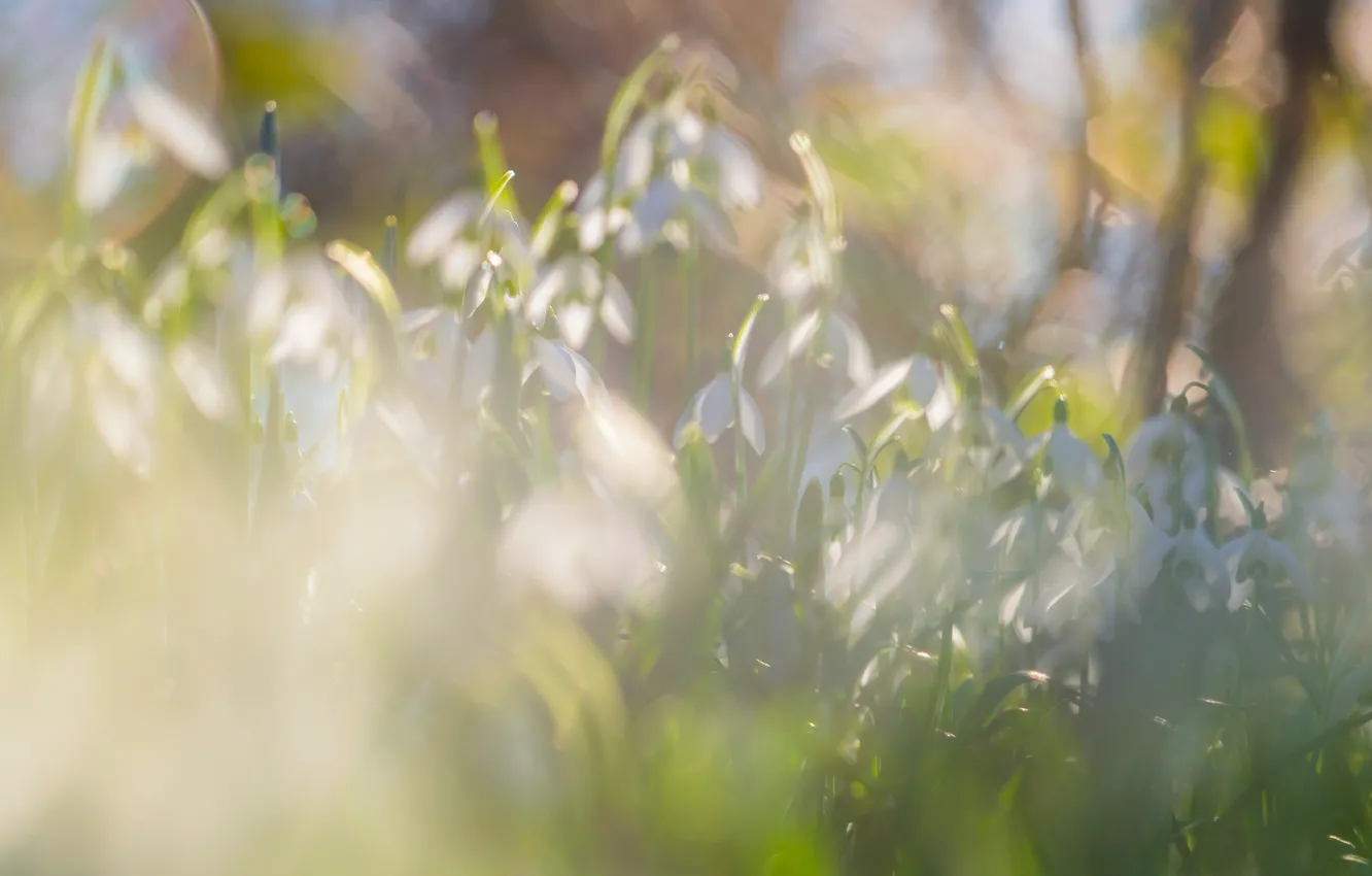 Photo wallpaper light, flowers, nature, glare, glade, spring, snowdrops, gentle