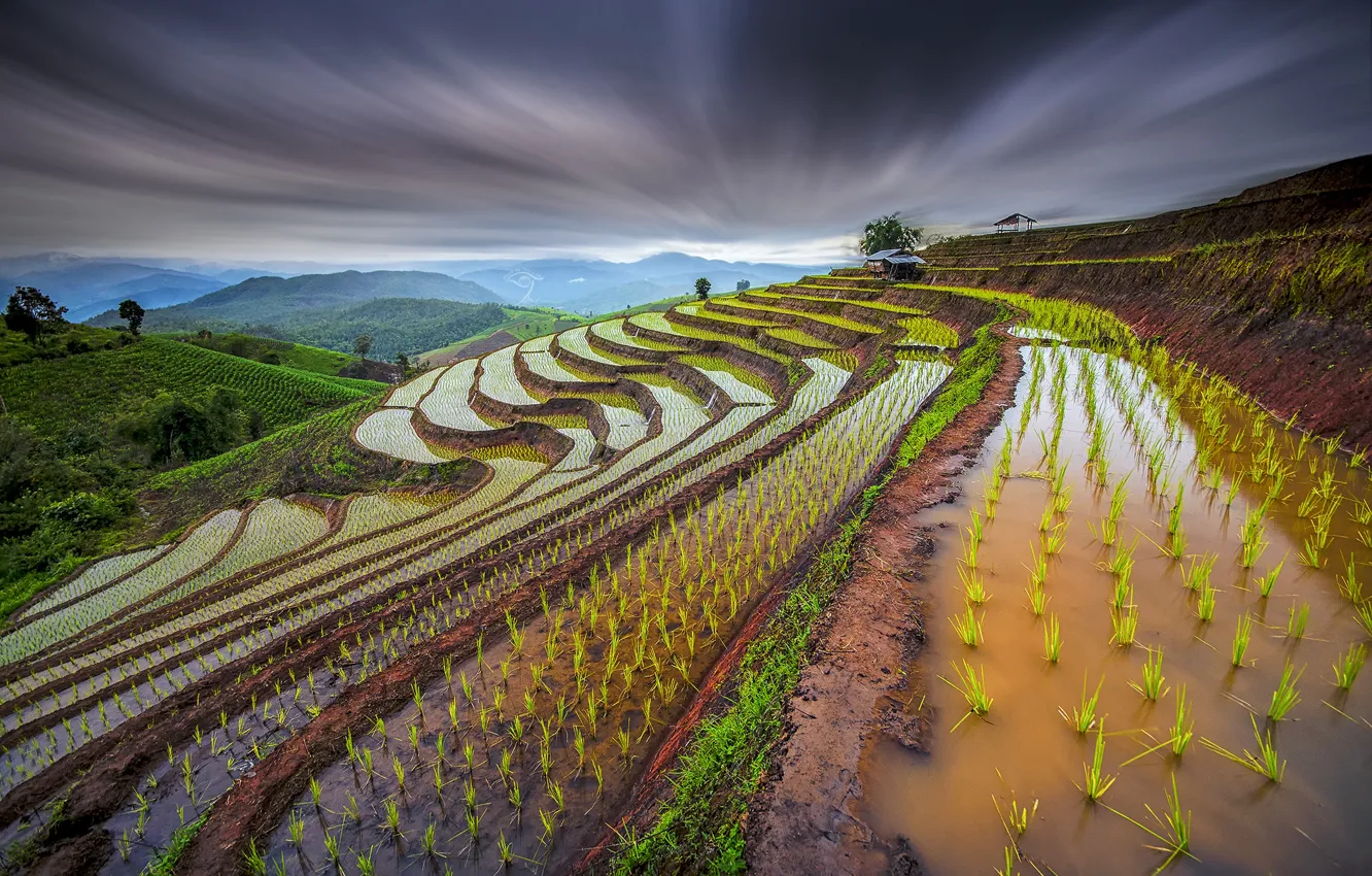 Photo wallpaper the sky, water, sprouts, the slopes, excerpt, Thailand, rice fields