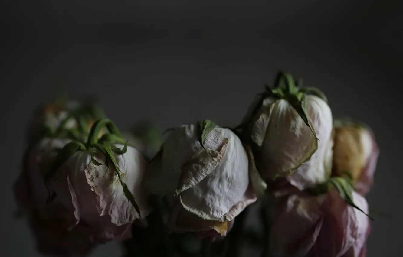 Photo wallpaper flowers, background, roses