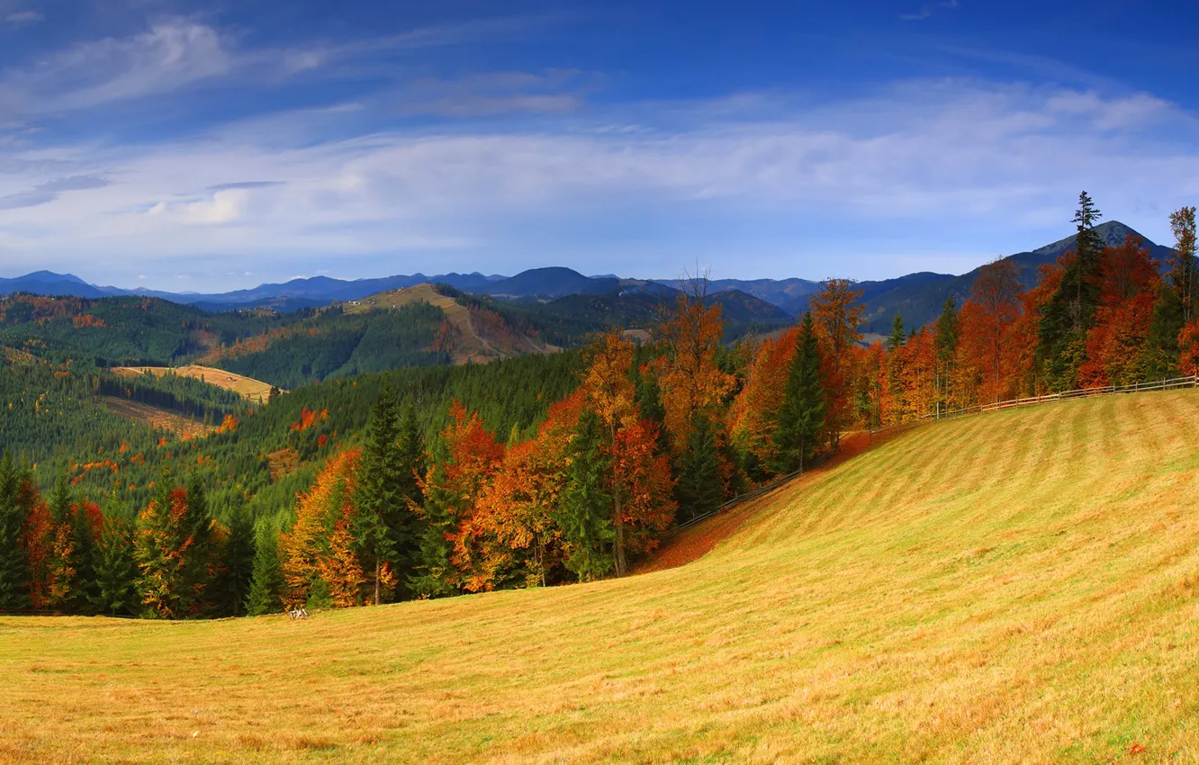 Photo wallpaper field, autumn, forest, the sky, grass, the sun, clouds, trees