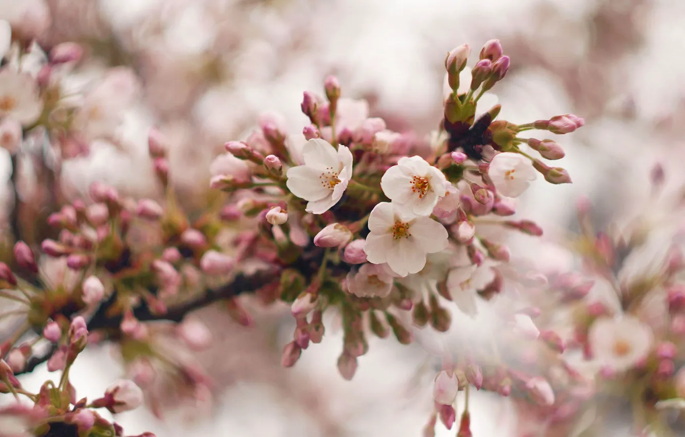 Photo wallpaper flowers, branches, nature, blur, spring, flowering
