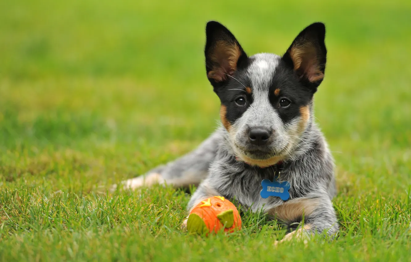 Photo wallpaper toy, puppy, Australian cattle dog, Australian Heeler