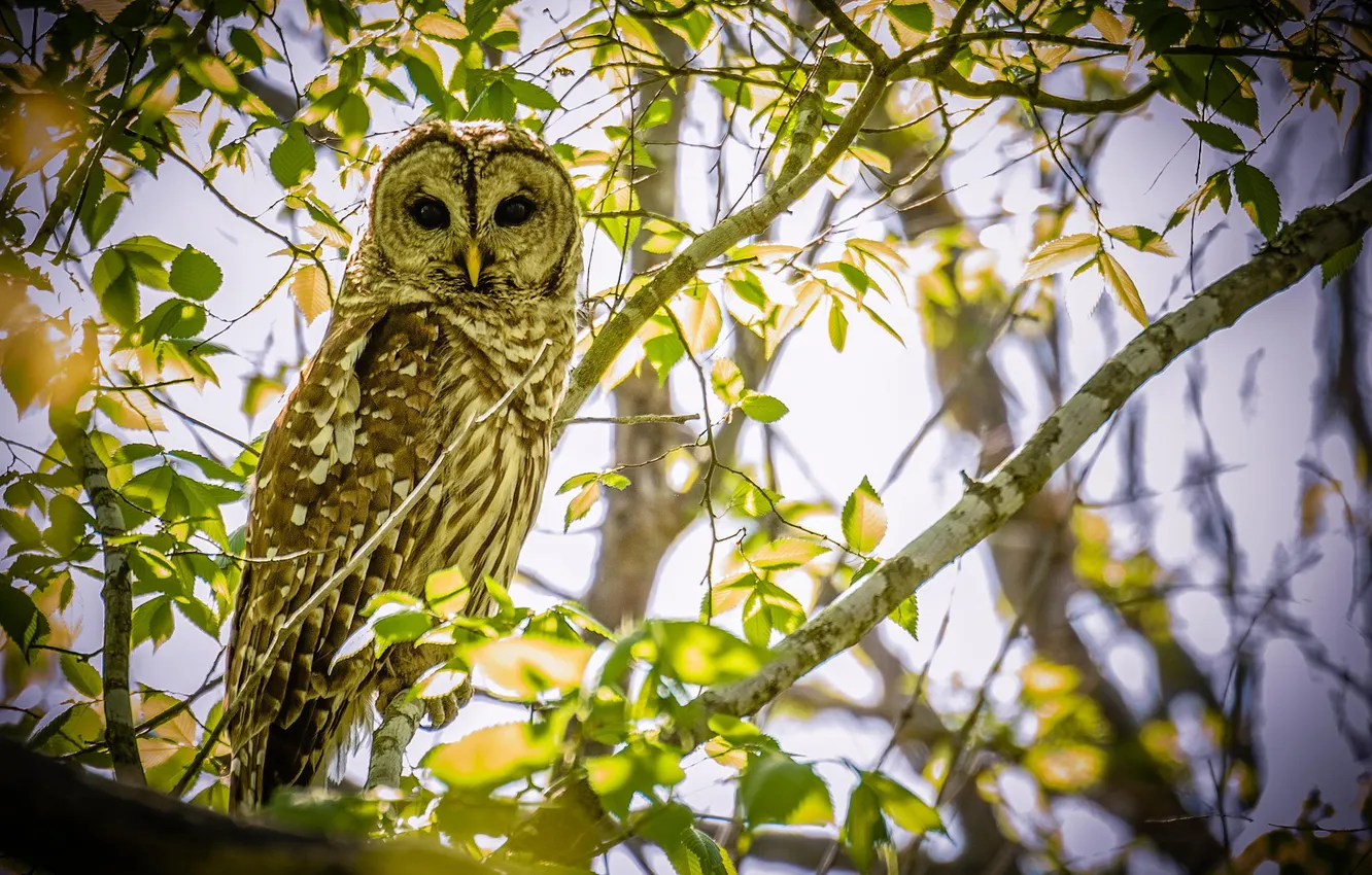 Photo wallpaper trees, branches, owl, bird
