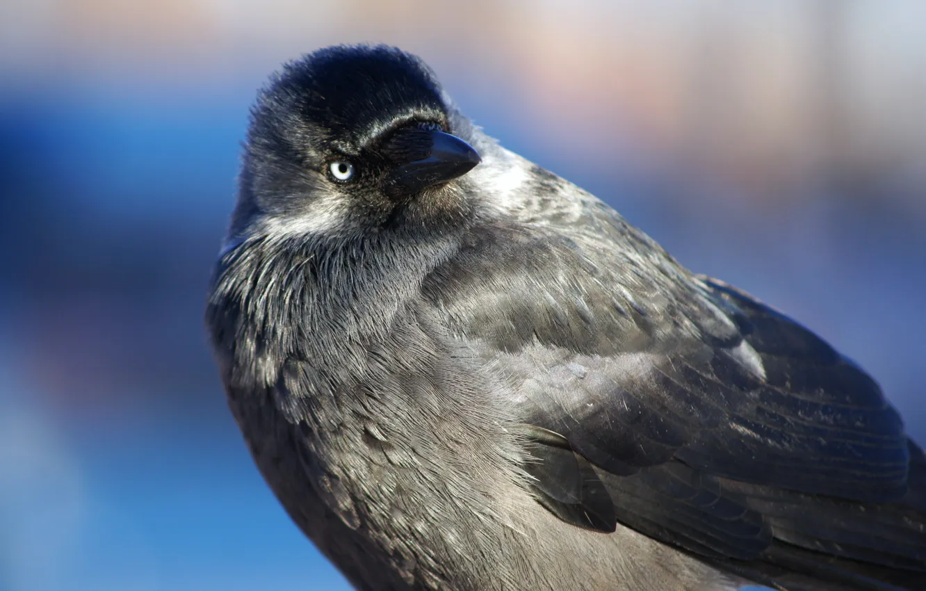 Photo wallpaper look, bird, jackdaw