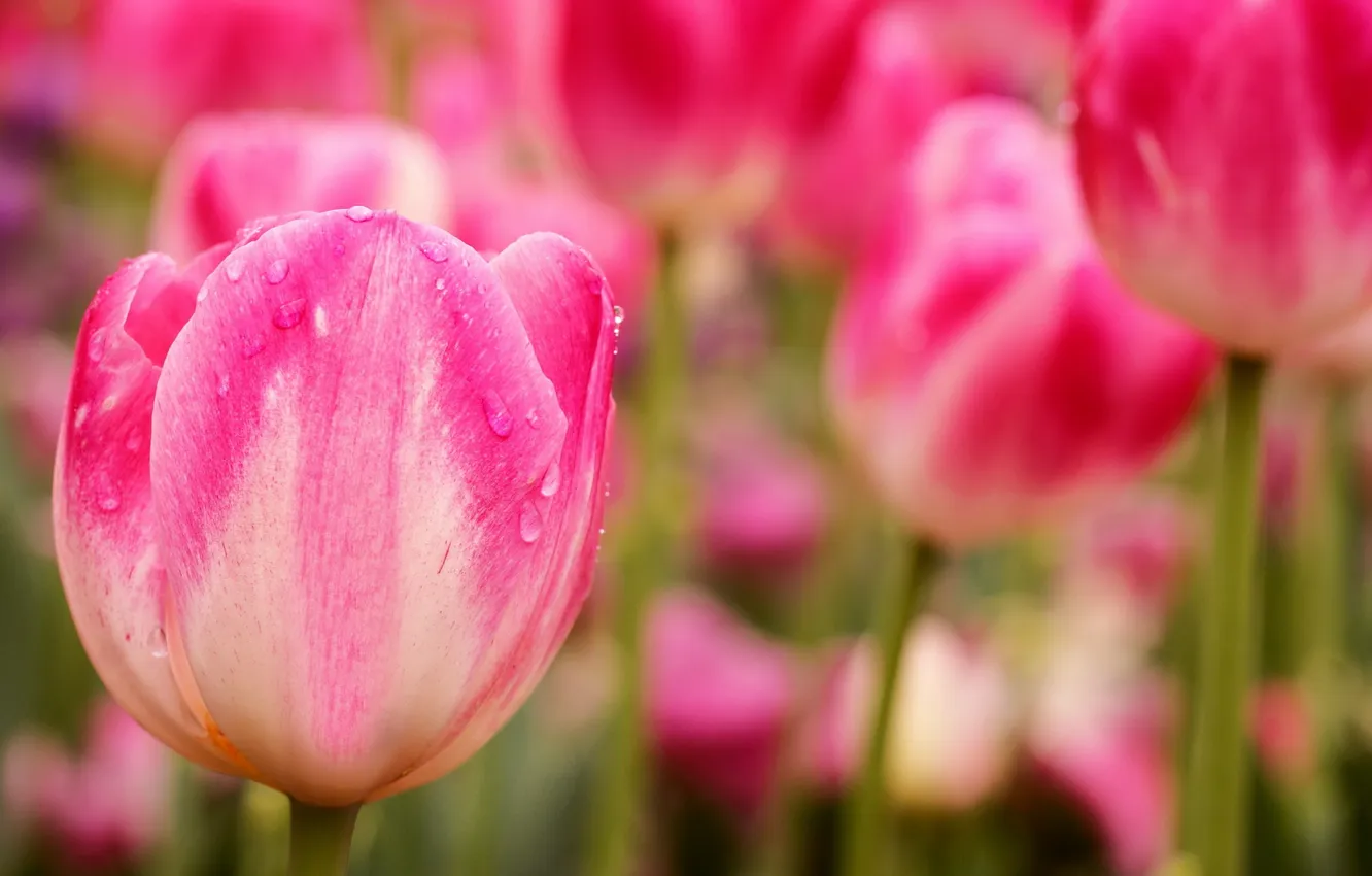 Photo wallpaper macro, flowers, pink tulips