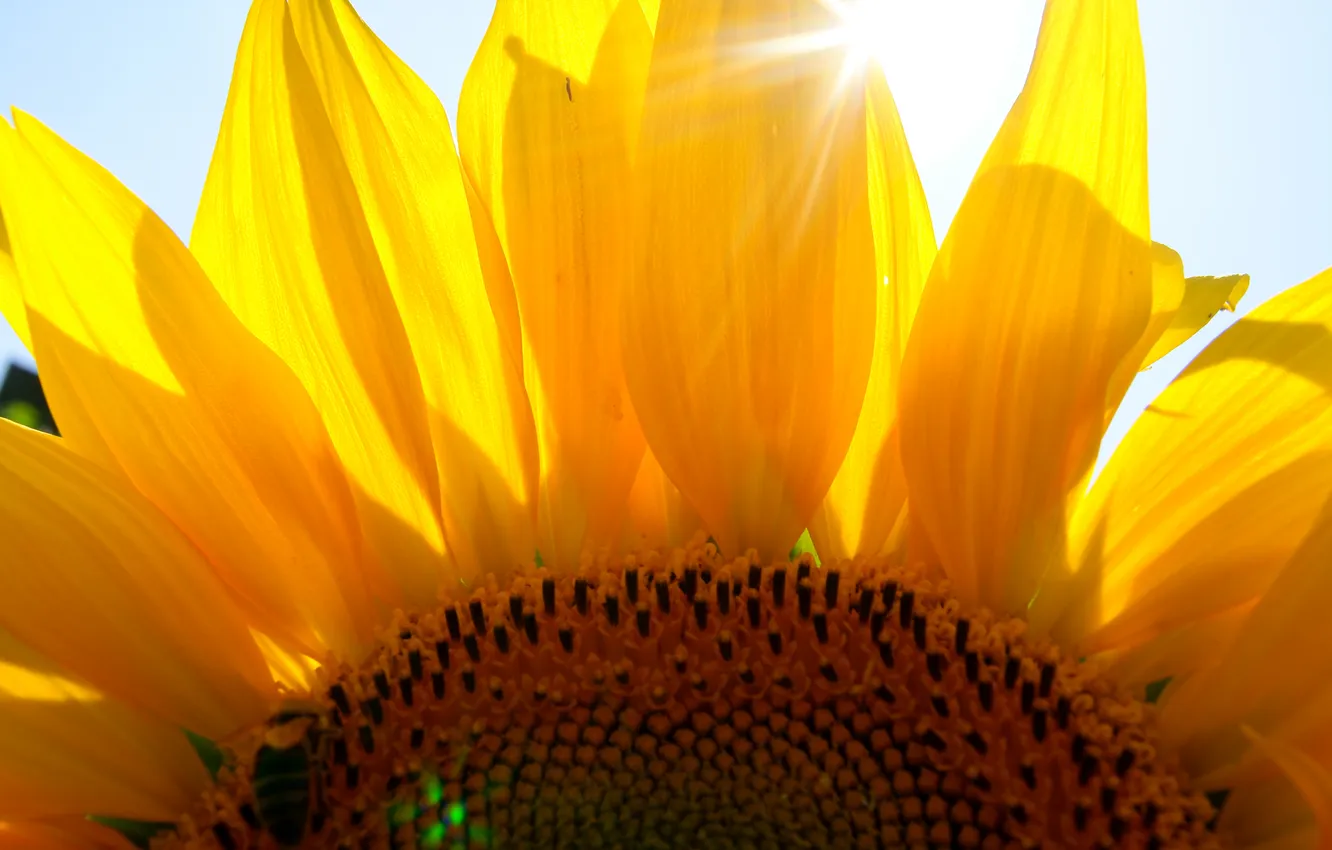 Photo wallpaper summer, the sun, sunflowers, OSA