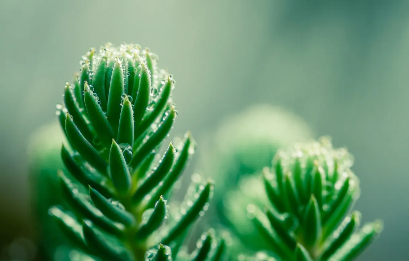 Photo wallpaper drops, green, plant