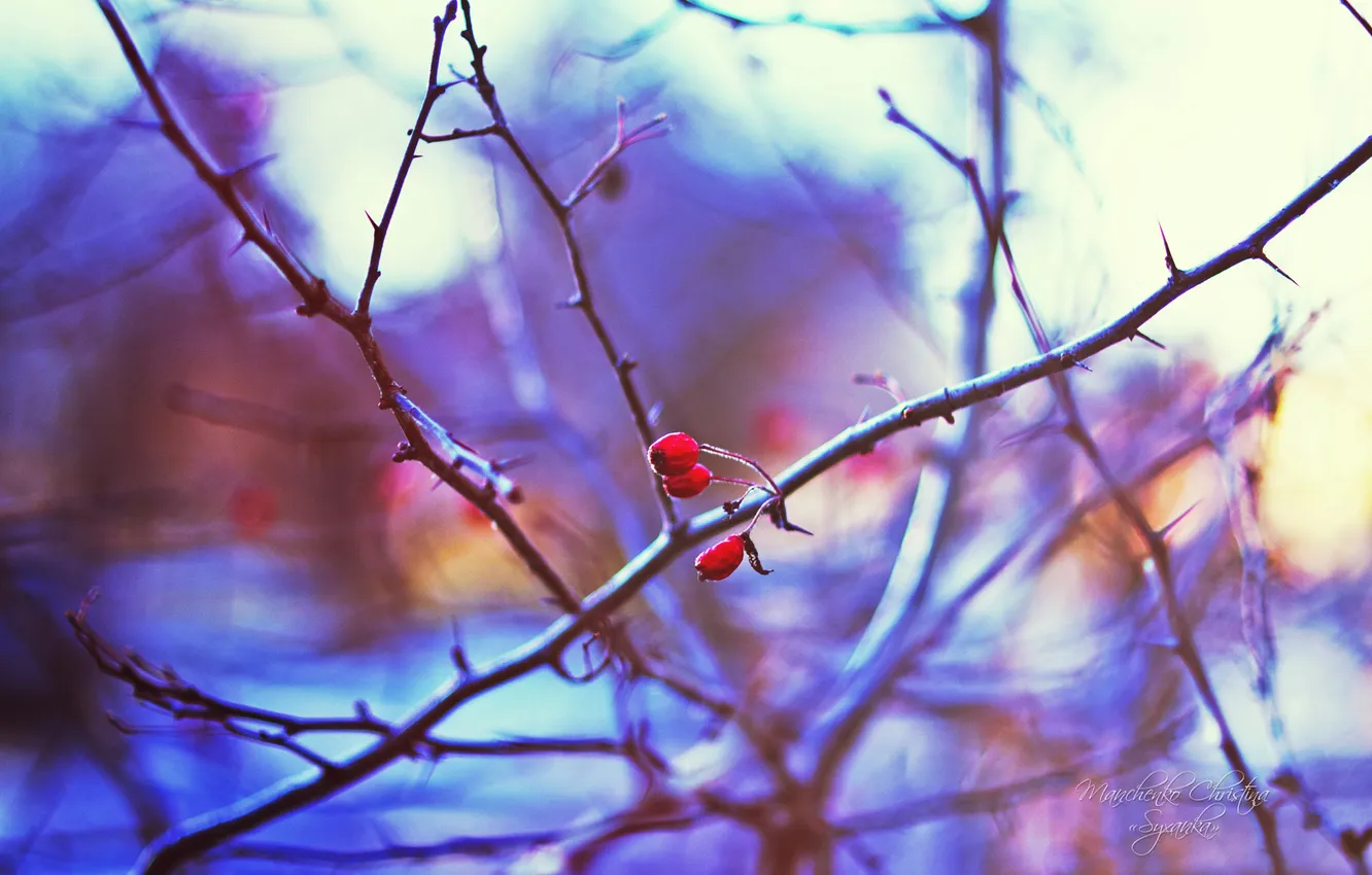 Photo wallpaper winter, macro, trees, sprig, plant, morning, Rowan