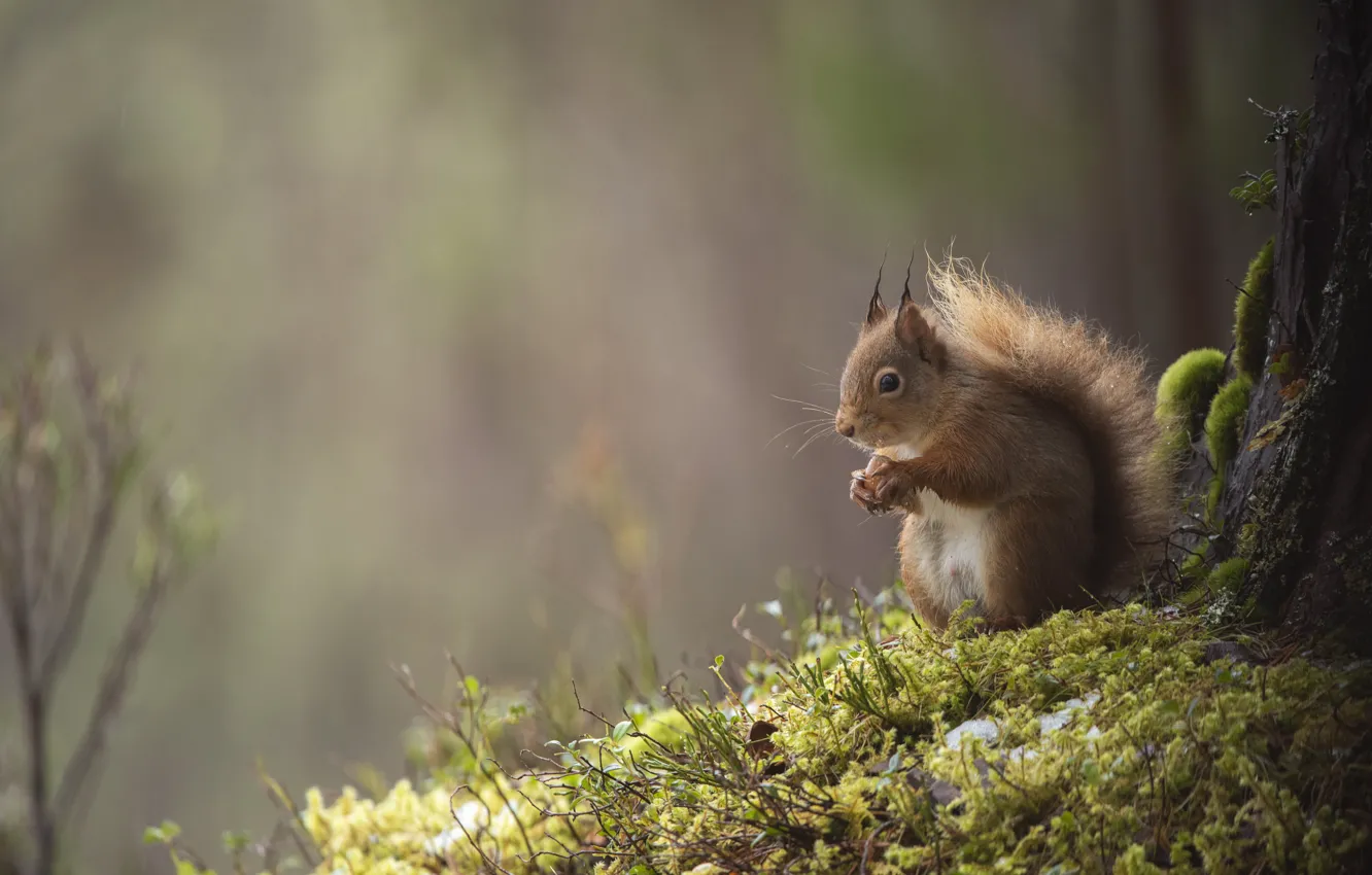 Photo wallpaper trees, nature, background, moss, protein, nuts, sitting, bokeh
