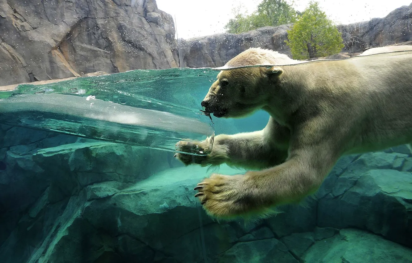 Photo wallpaper water, rocks, ice, Polar bear, dives