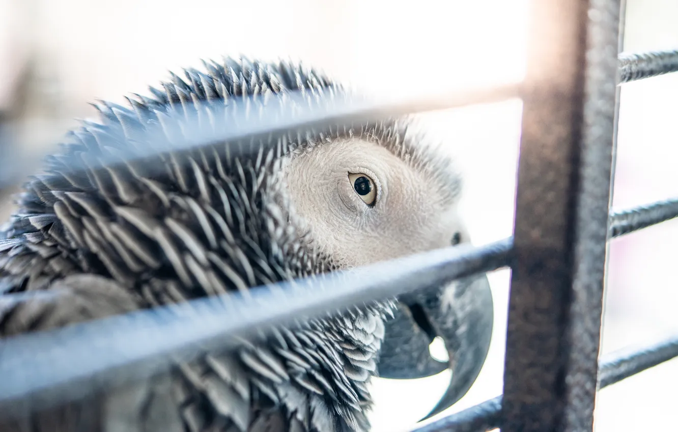 Photo wallpaper bird, eye, beak