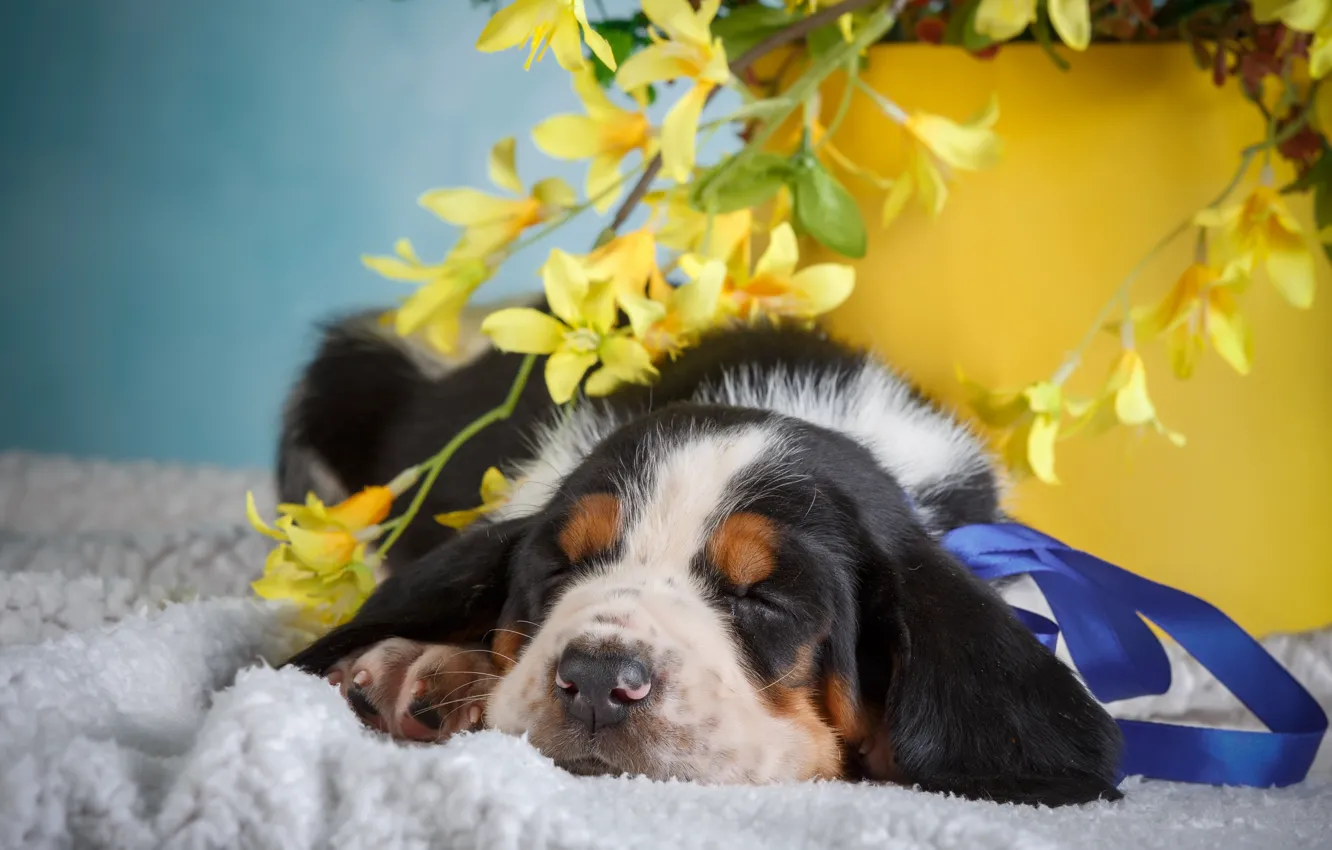 Photo wallpaper flowers, background, animal, puppy