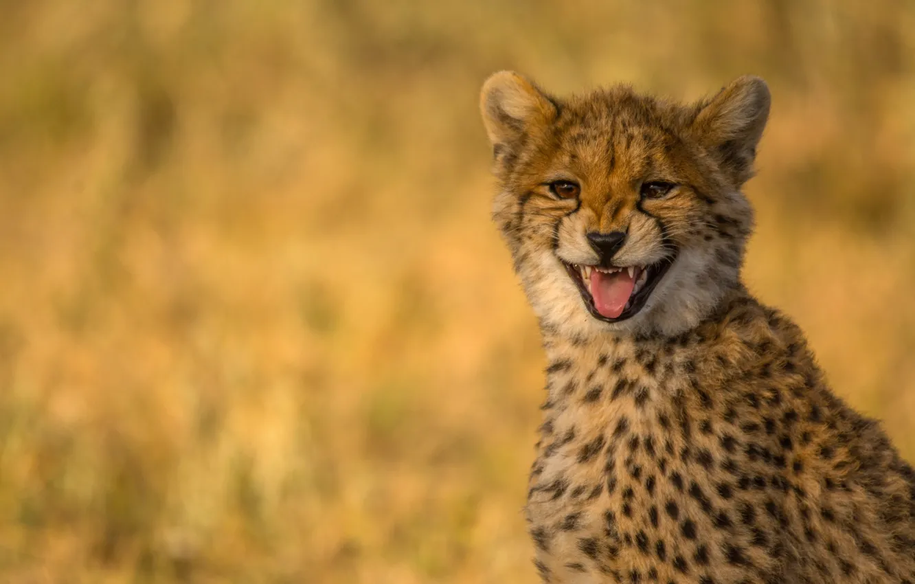 Photo wallpaper smile, portrait, Cheetah, wild cat