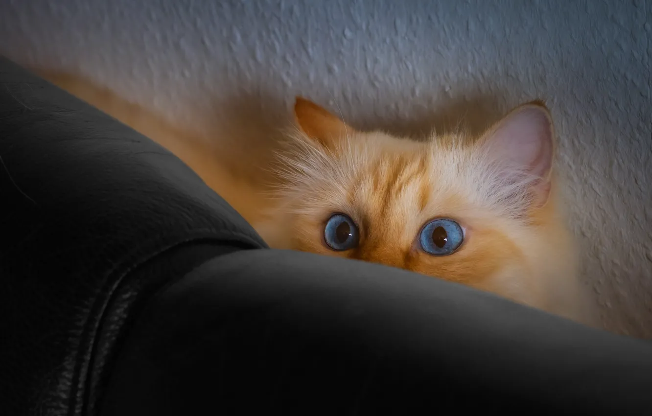 Photo wallpaper cat, eyes, cat, look, pose, sofa, wall, back