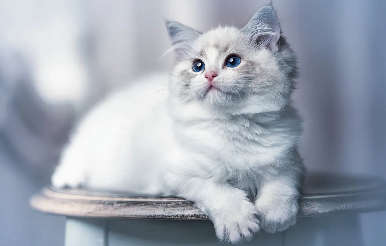 Photo wallpaper cat, white, kitty, lies, photoart, ragdoll