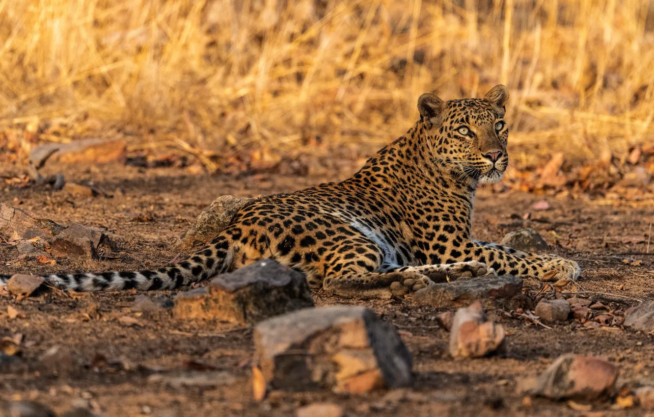 Photo wallpaper grass, look, stones, leopard, lies