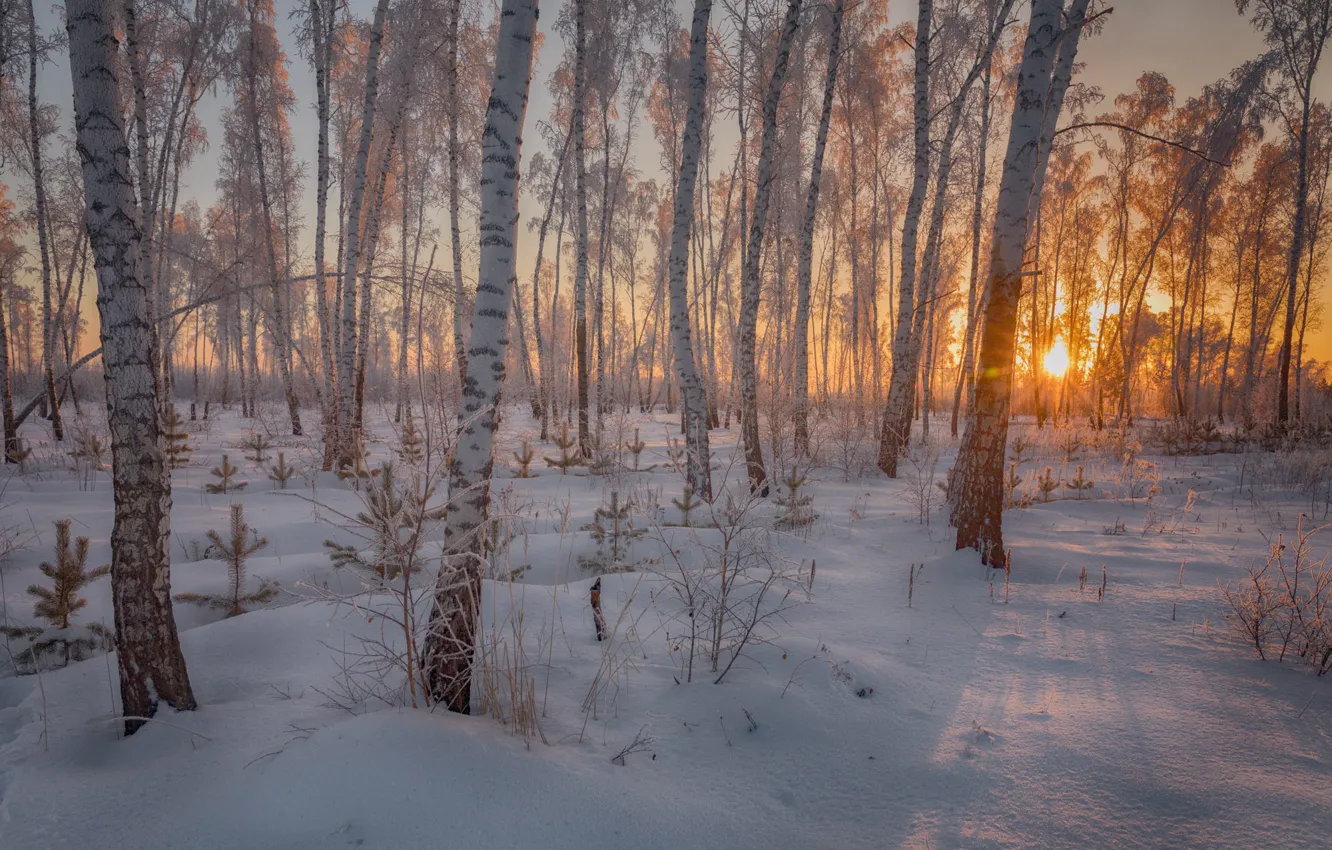 Photo wallpaper winter, forest, the sun, rays, light, snow, landscape, sunset
