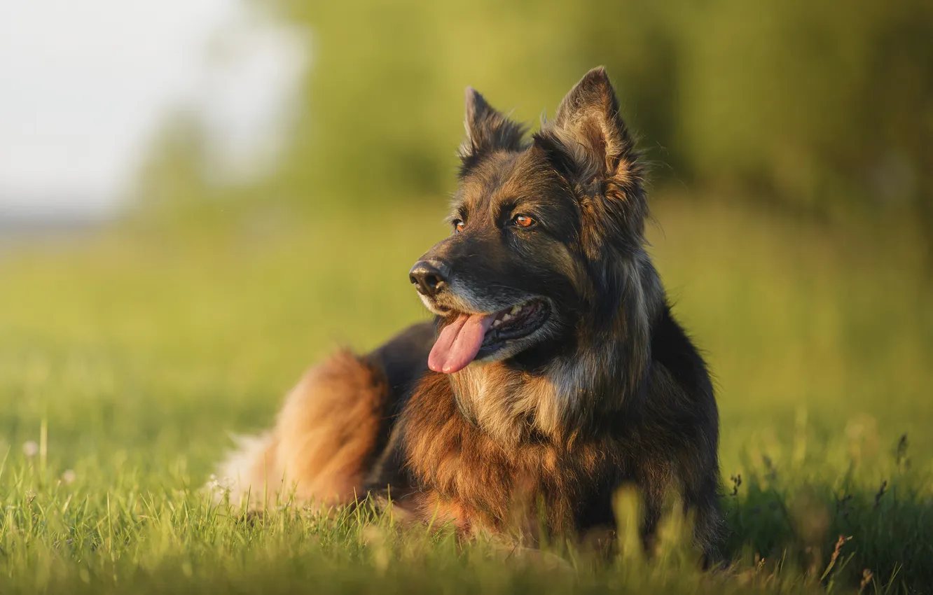 Photo wallpaper language, dog, mouth, bokeh, shepherd, house pet,, Maxim Vyshar