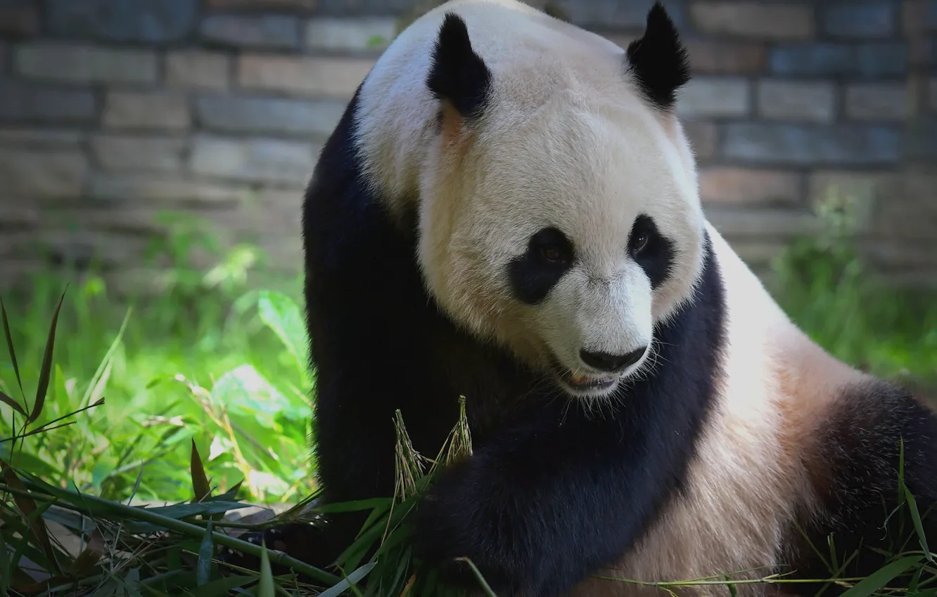 Photo wallpaper face, brick, bamboo, bear, Panda, sitting