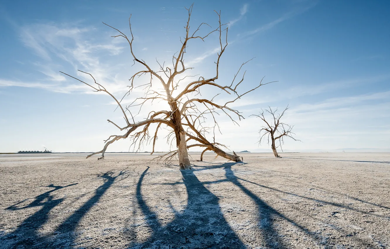 Photo wallpaper field, trees, landscape