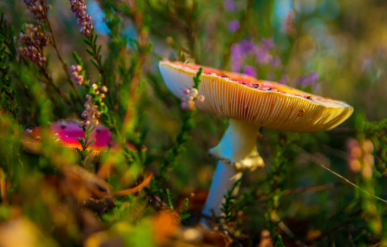 Photo wallpaper glade, mushrooms, mushroom