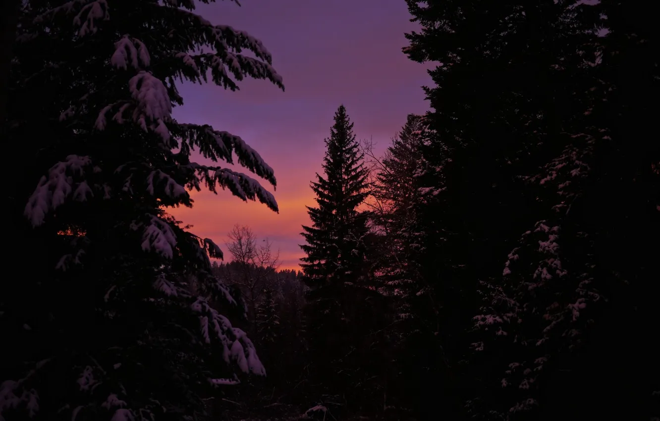 Photo wallpaper winter, forest, the sky, snow, trees, sunset, nature, ate
