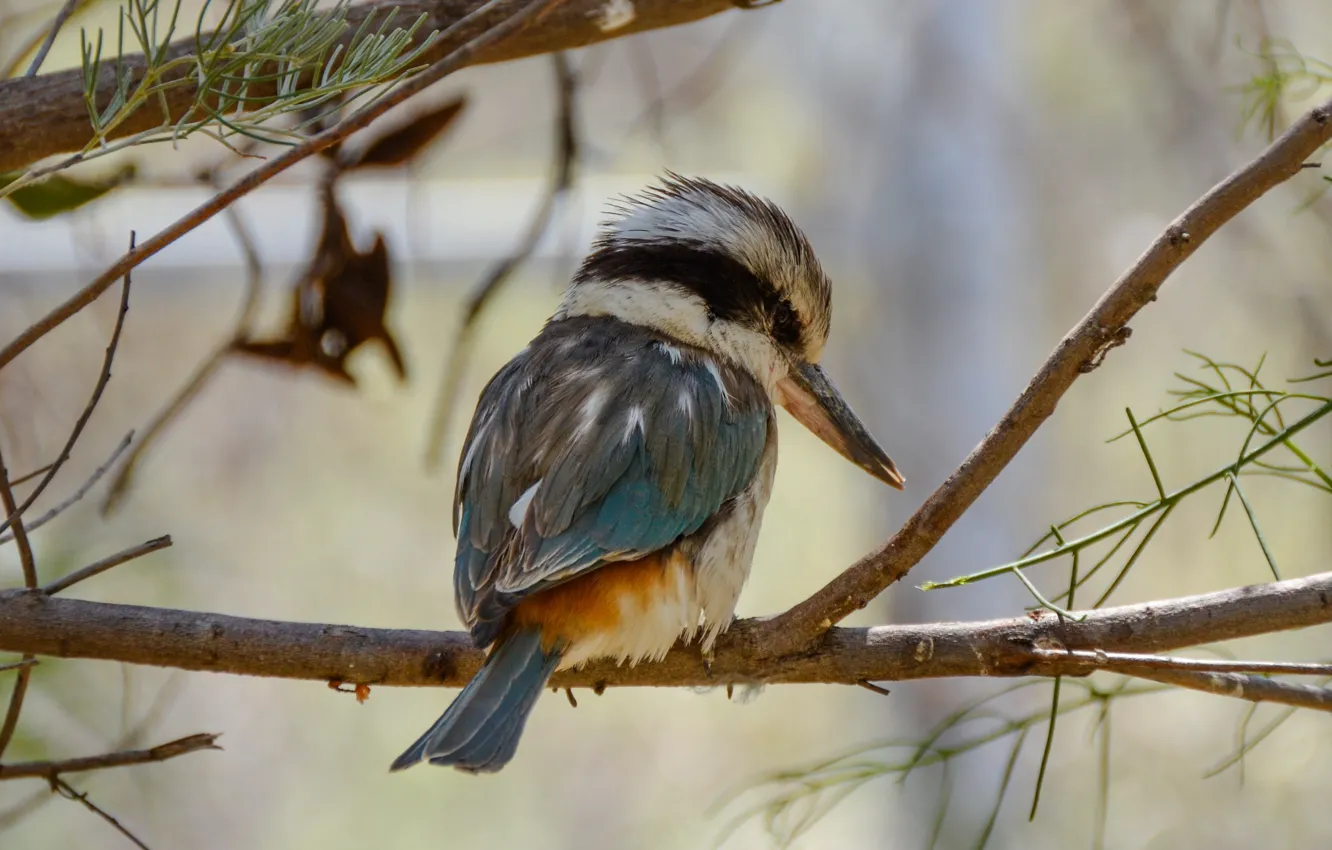Photo wallpaper branches, nature, bird, Kingfisher