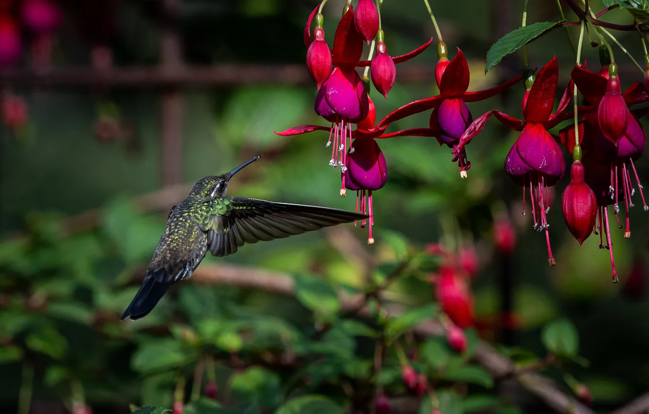 Photo wallpaper flight, flowers, bird, garden, Hummingbird, pink, fuchsia