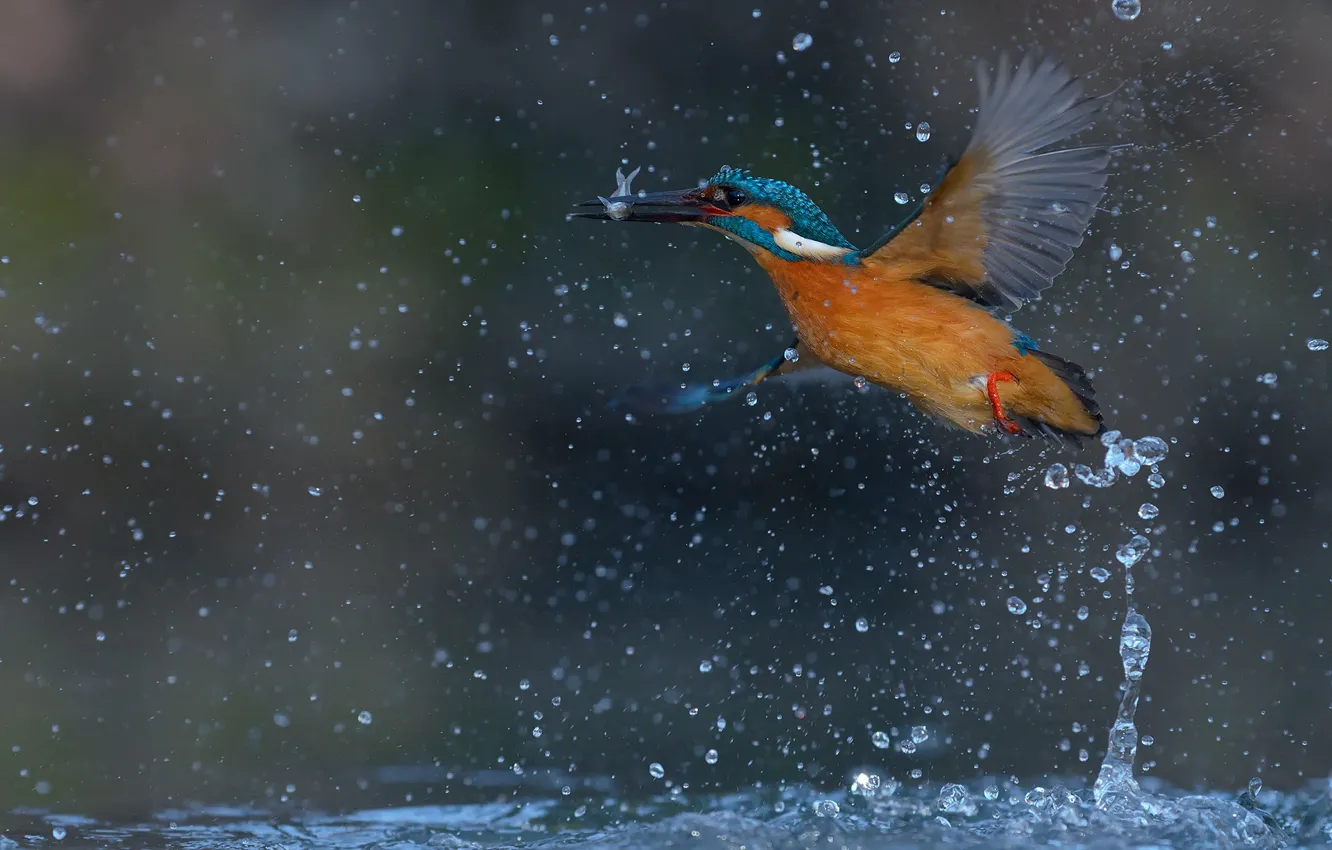 Photo wallpaper water, drops, squirt, bird, fish, Kingfisher, kingfisher, catch