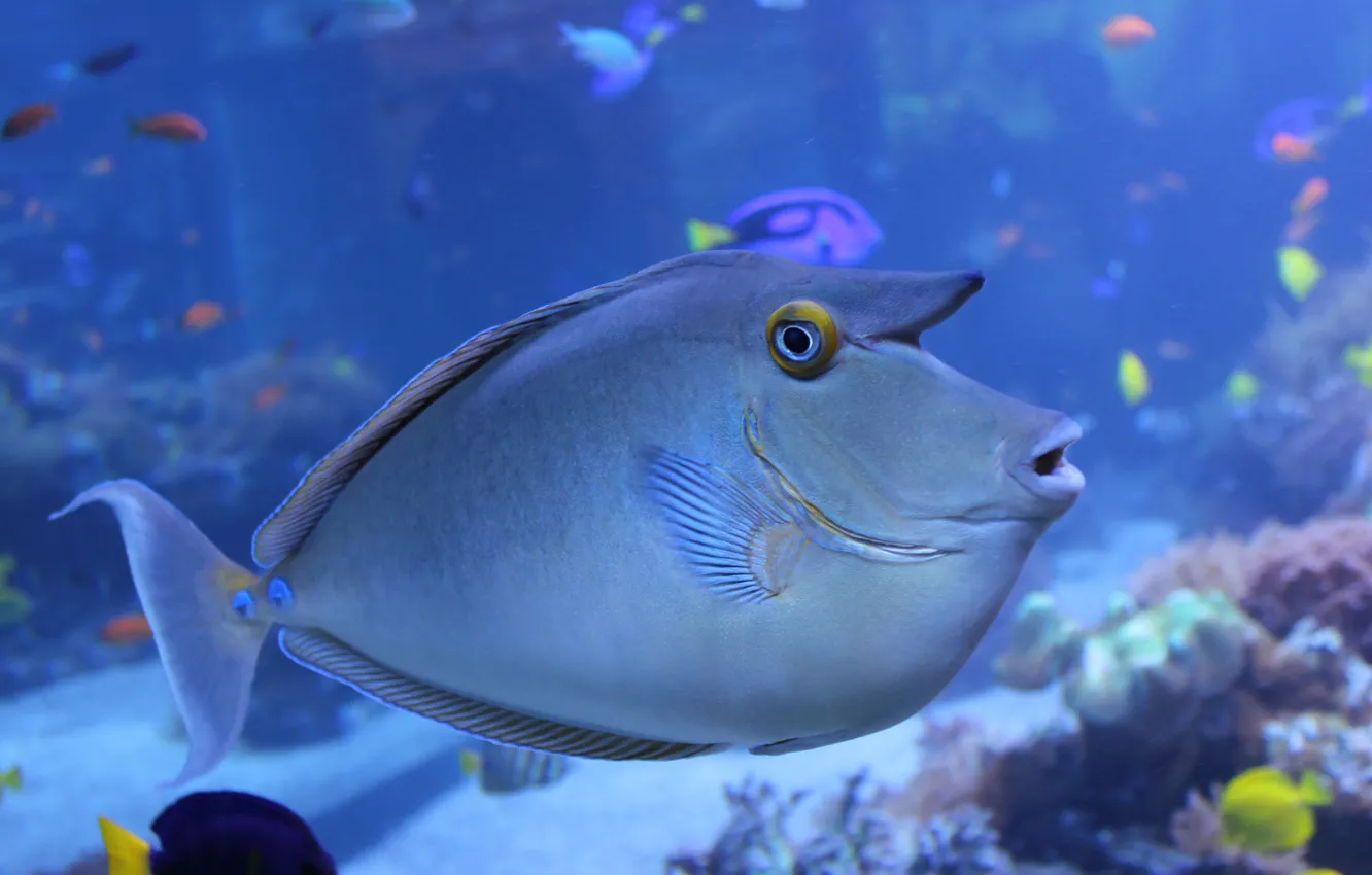 Photo wallpaper sea, macro, the ocean, fish