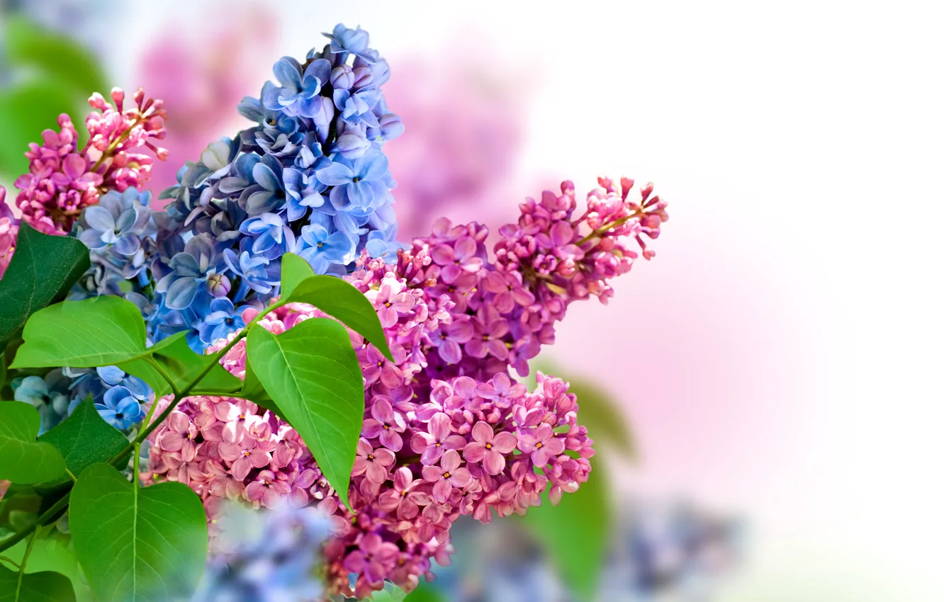 Photo wallpaper nature, spring, lilac, inflorescence