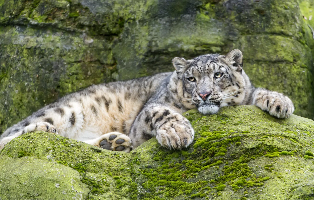 Photo wallpaper cat, stay, stone, moss, IRBIS, snow leopard, ©Tambako The Jaguar