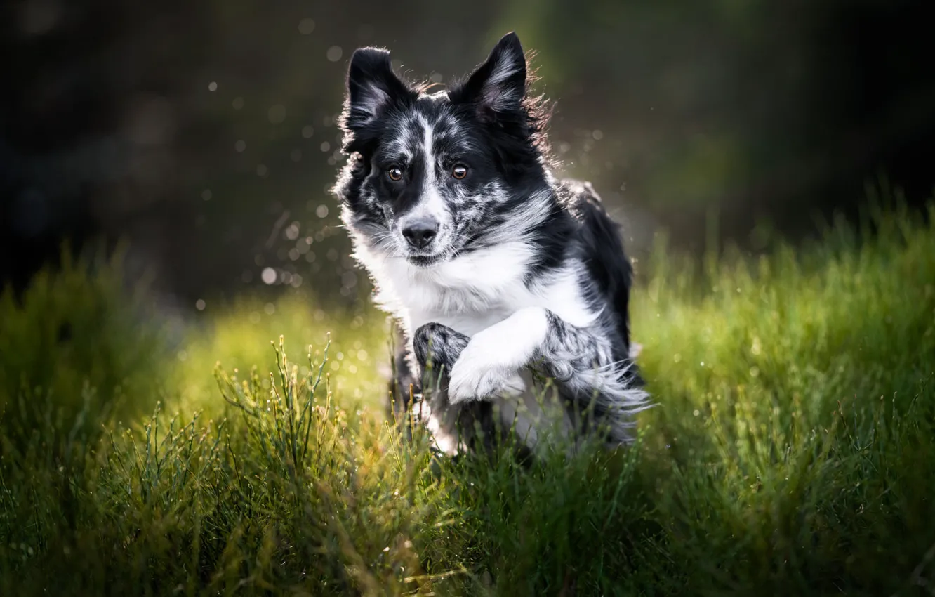 Photo wallpaper grass, look, nature, pose, jump, dog, running, puppy