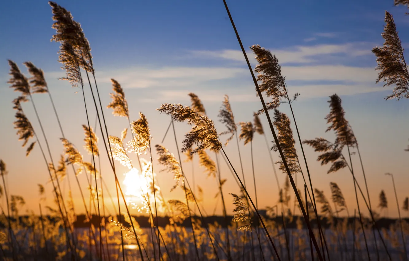 Photo wallpaper wheat, the sky, sunset, shore, plants, reed