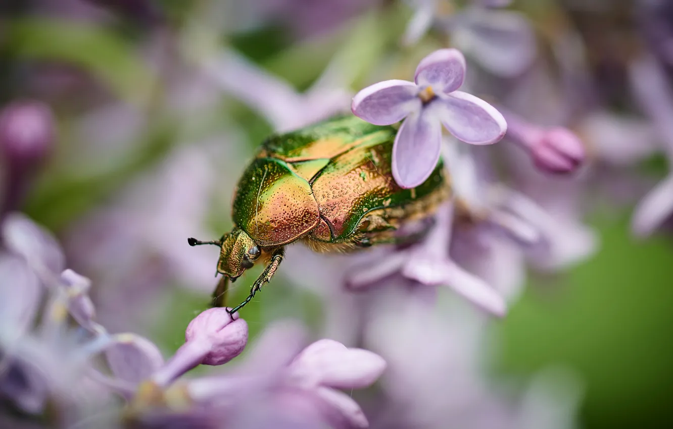 Photo wallpaper macro, flowers, green, background, beetle, blur, insect, beautiful