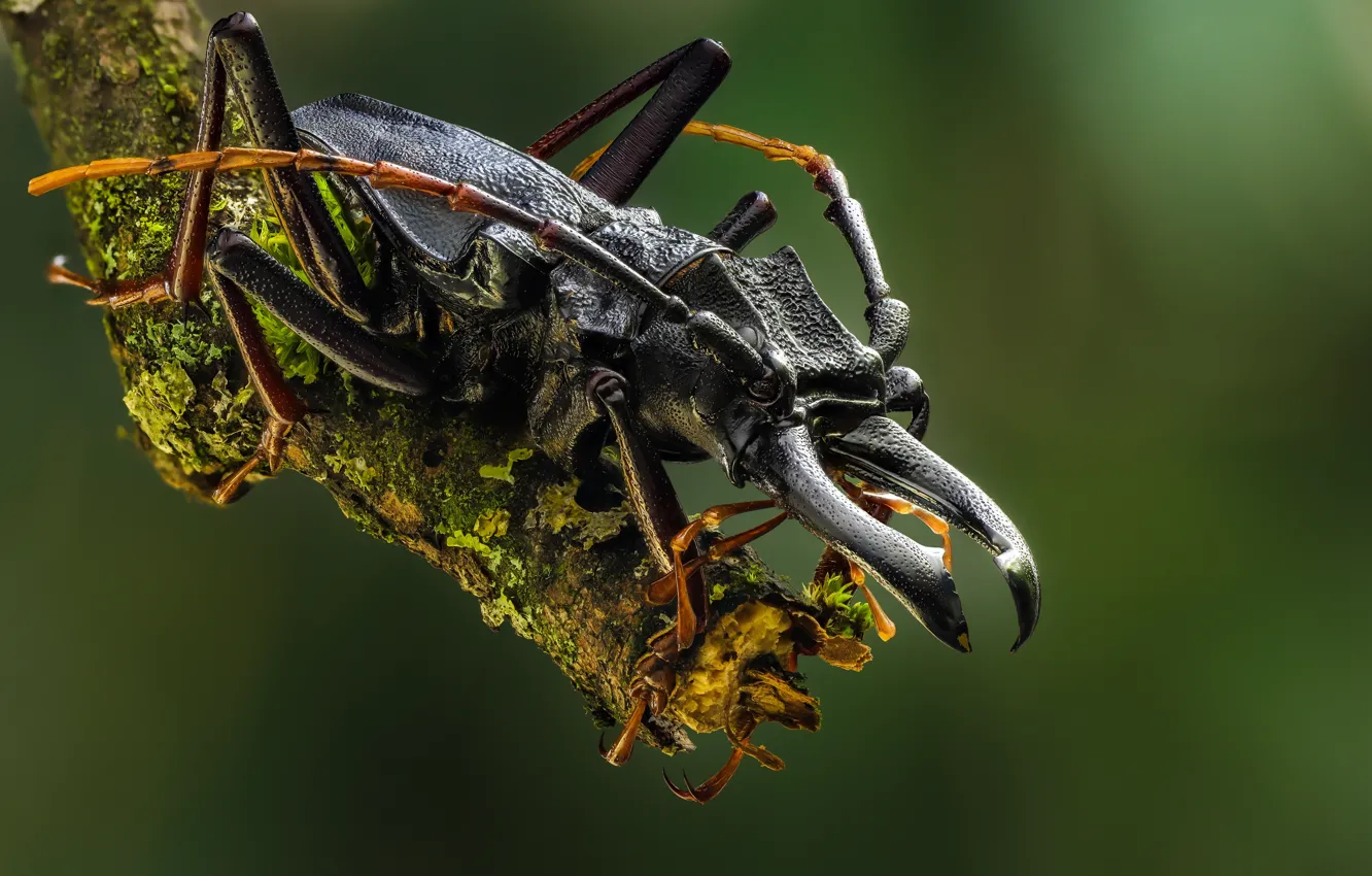 Photo wallpaper mustache, macro, branches, black, moss, beetle, horns, insect