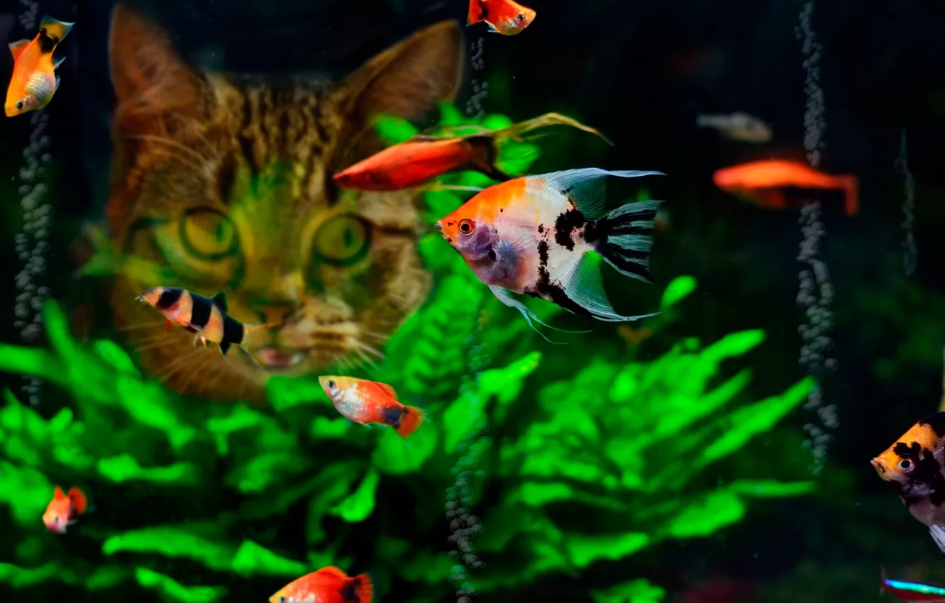 Photo wallpaper cat, fish, food, aquarium