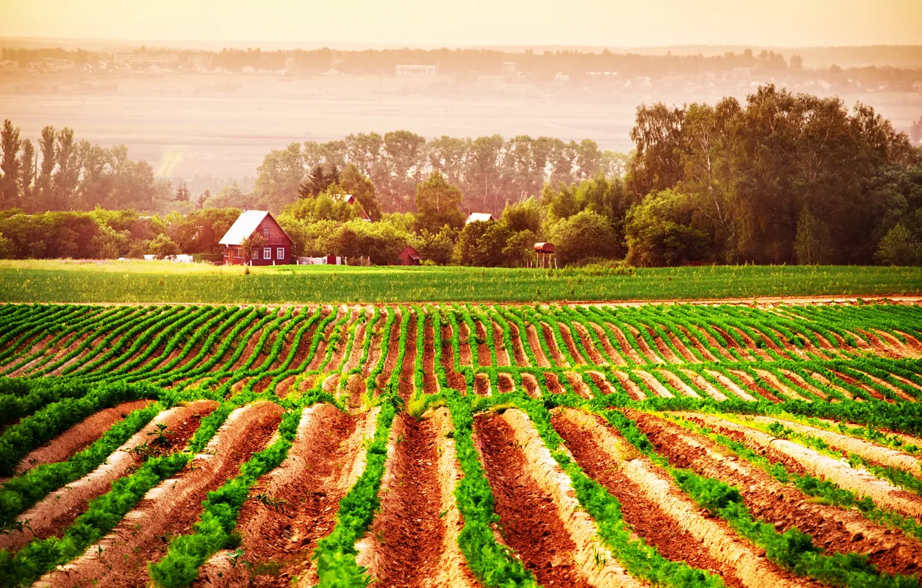 Photo wallpaper grass, trees, earth, home, haze