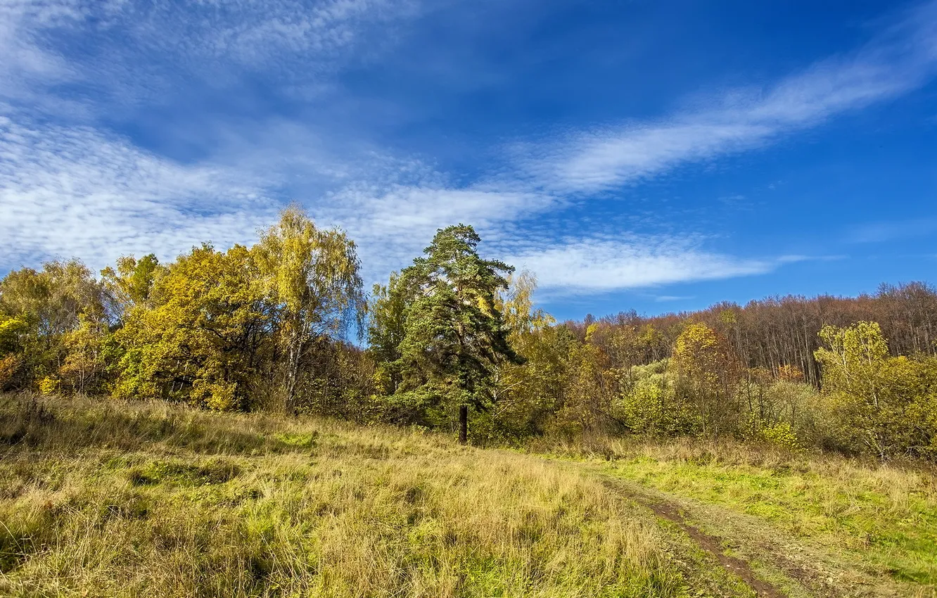 Photo wallpaper field, summer, the sky, landscape