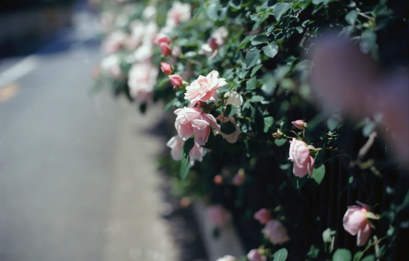 Photo wallpaper Bush, roses, pink