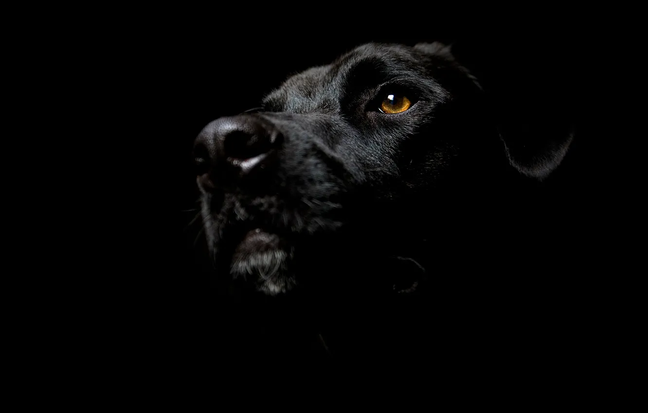 Photo wallpaper face, dog, ears, Dog, dog