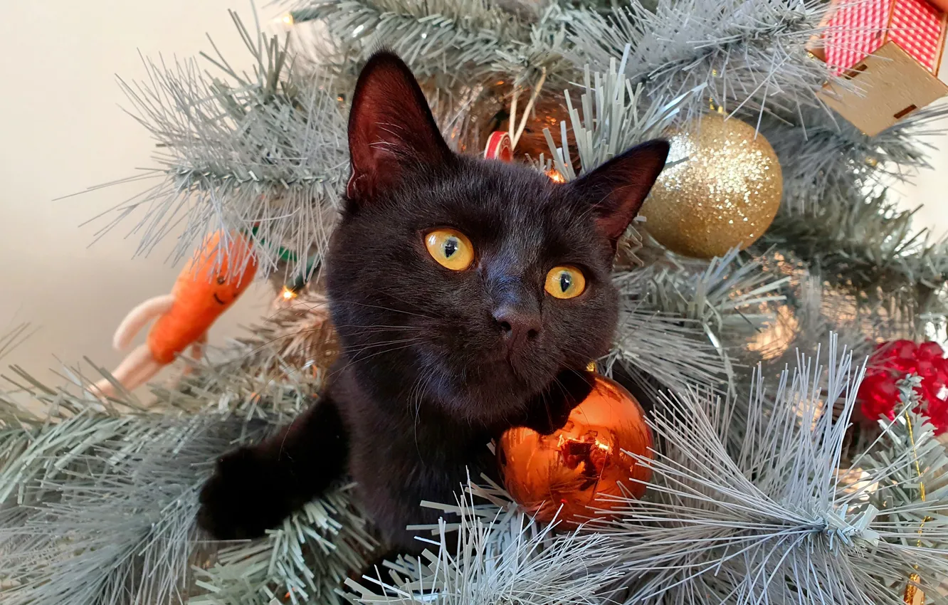 Photo wallpaper winter, cat, cat, look, face, balls, branches, holiday