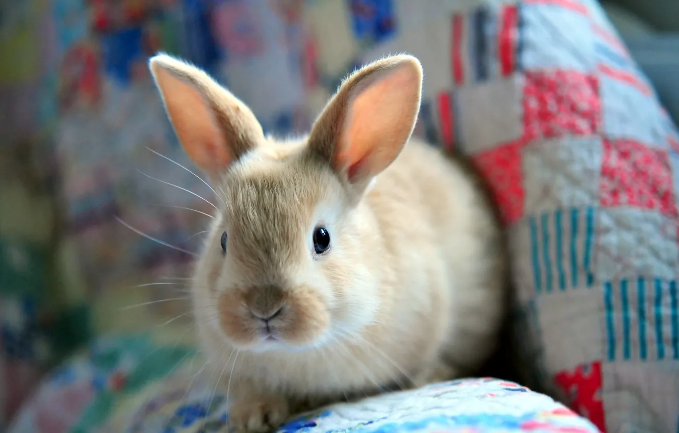 Photo wallpaper hare, fluffy, rabbit