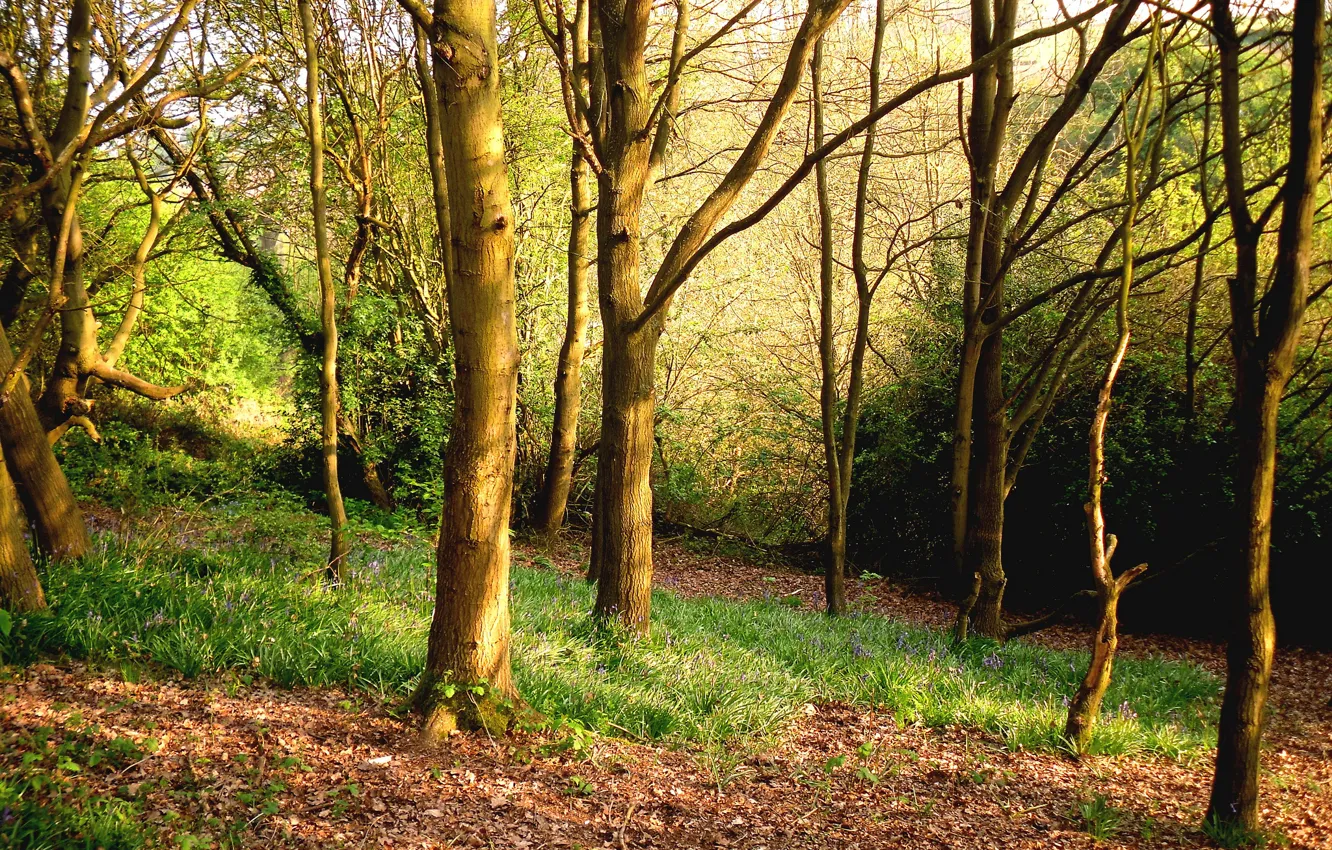 Photo wallpaper forest, grass, trees, spring
