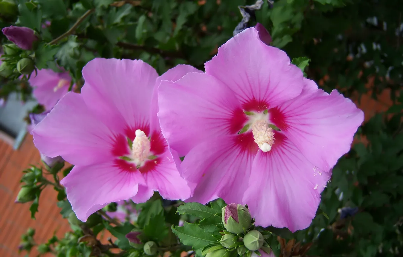 Photo wallpaper flowers, pink, hibiscus, Mamala ©