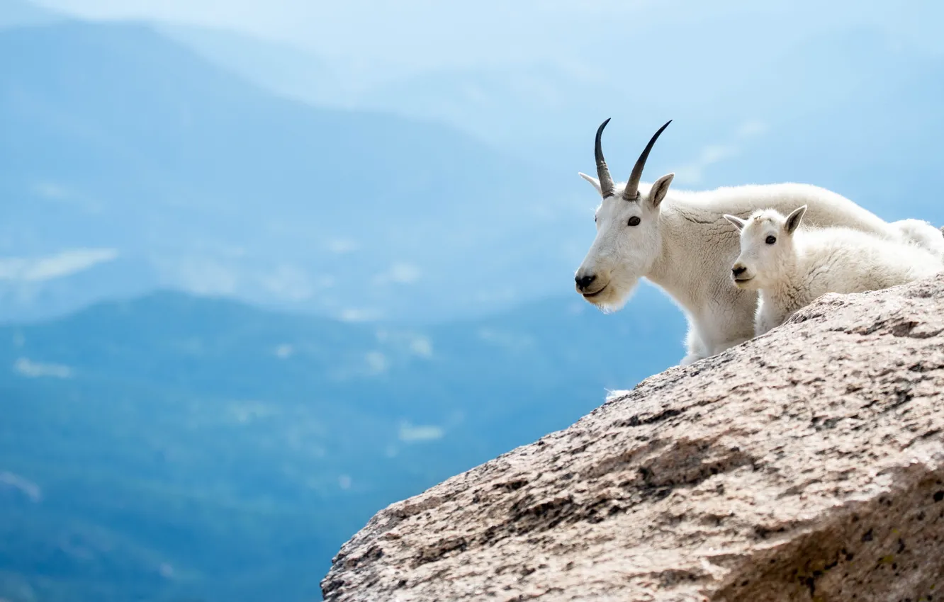 Photo wallpaper mountains, animal, white, goat, goat, Wallpaper from lolita777, mountain goat, artiodactyls